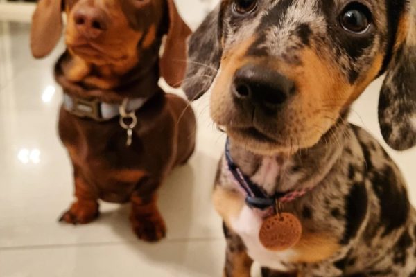 the_real_dachshund_of_perth-___CRdxd7rjrcX___-